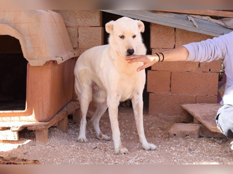 Alkis - alle sind „total verliebt“ in ihn