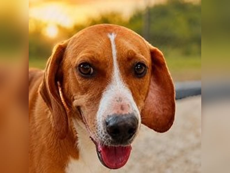 Alex - sensibler Hundejunge sucht das große Glück
