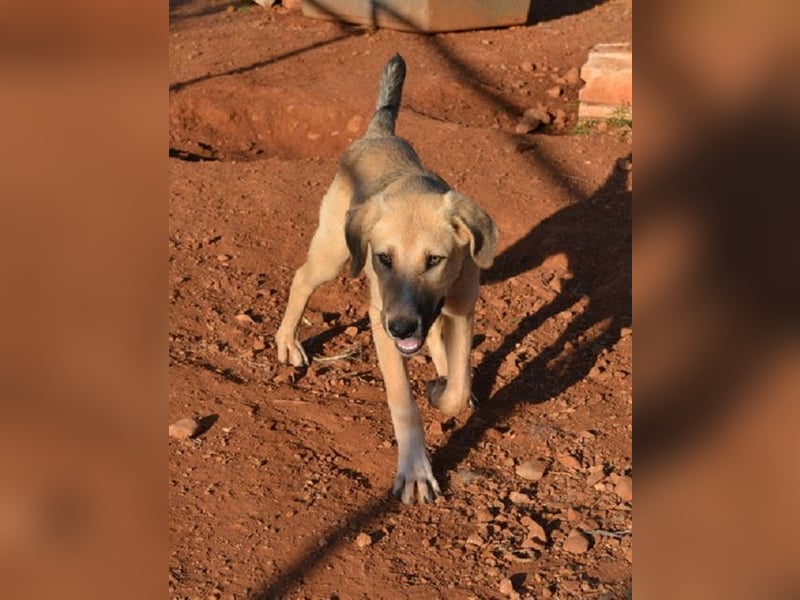 Luka - gehorsam, intelligent, neugierig und menschenbezogen – das perfekte Familienmitglied.