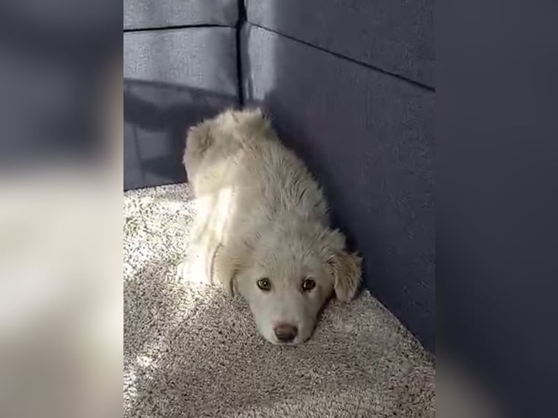 Apostolos - er wurde angefahren und muss dringend operiert werden