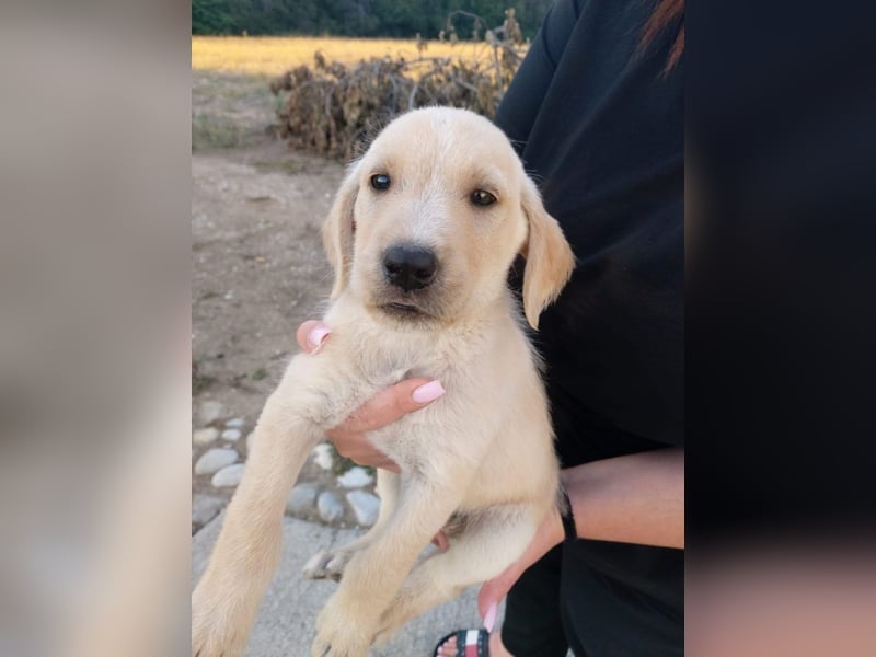 Drake - Mini-Abenteurer sucht sein Zuhause