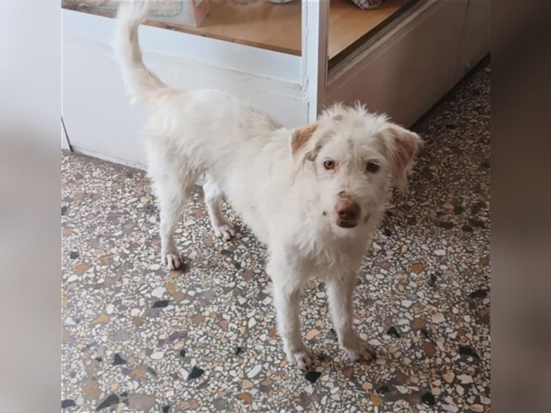 Terry - liebenswerter Rüde sucht seine Menschen