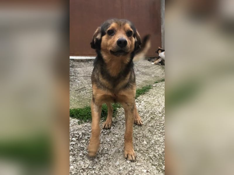 Oliver, der kleine Traumstreuner