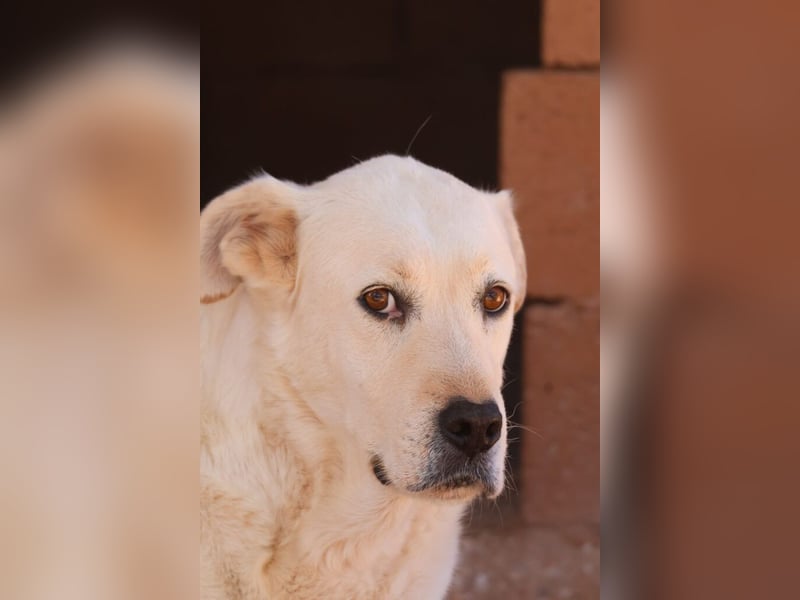 Alkis - alle sind „total verliebt“ in ihn