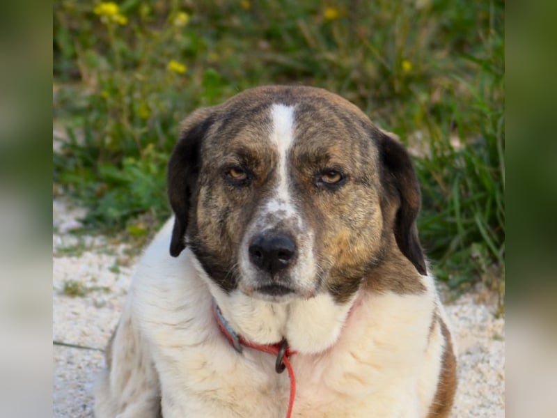 Heidi - liebenswerte Schmusebacke