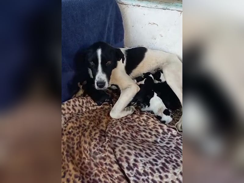 Artemis - sie ist voller Vertrauen in Menschen