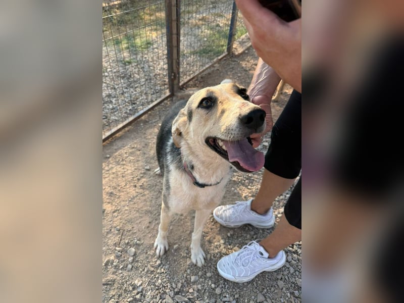 Balu-Demi - fröhliches, kleines Herz auf vier Pfoten