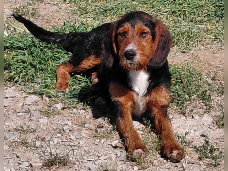 Sarantis - wie es sich für ein Hundekind gehört, ist er freundlich, neugierig und verspielt