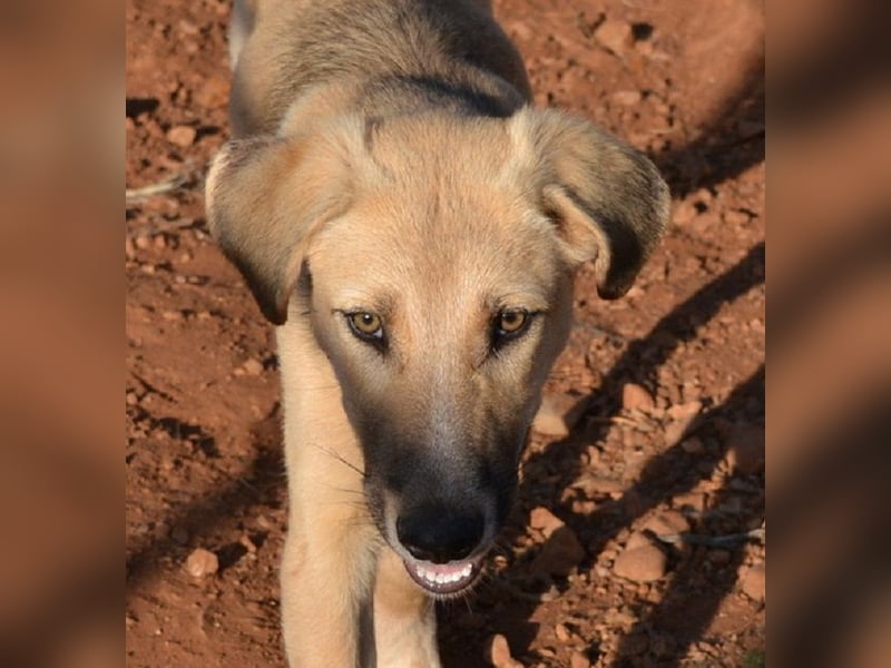 Luka - gehorsam, intelligent, neugierig und menschenbezogen – das perfekte Familienmitglied.