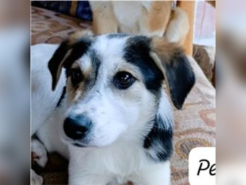 Perla - bezaubernd wie ihr Name
