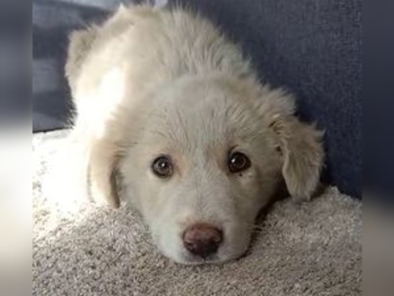 Apostolos - er wurde angefahren und muss dringend operiert werden