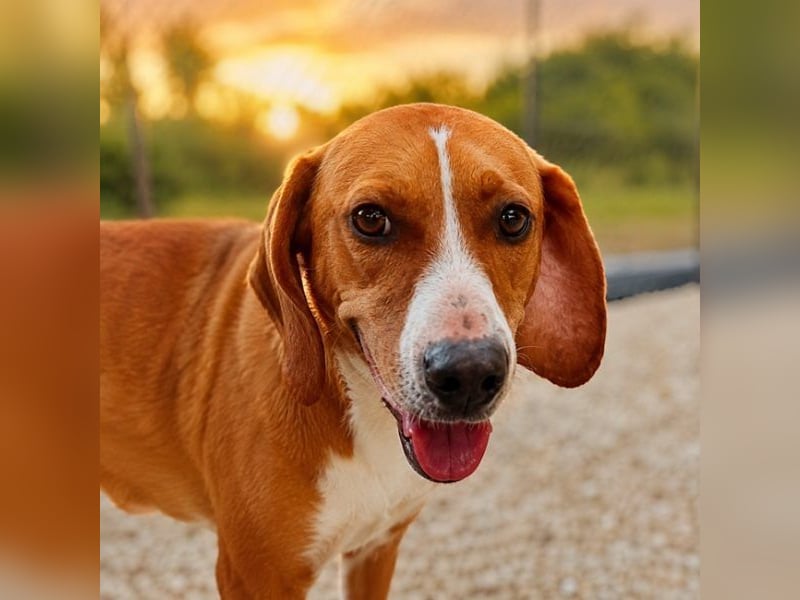 Alex - sensibler Hundejunge sucht das große Glück