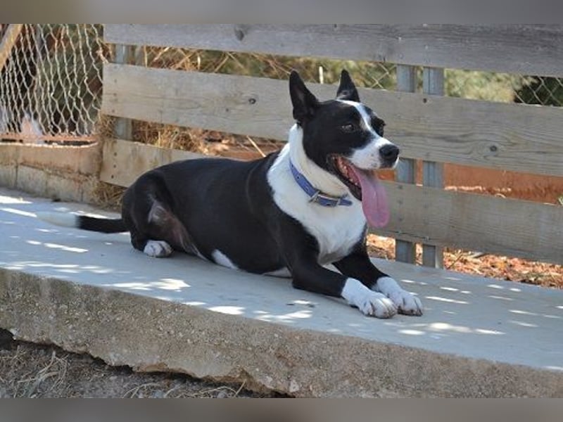 Cole - er hat schon ganz viele Tiefen des Lebens mitgemacht