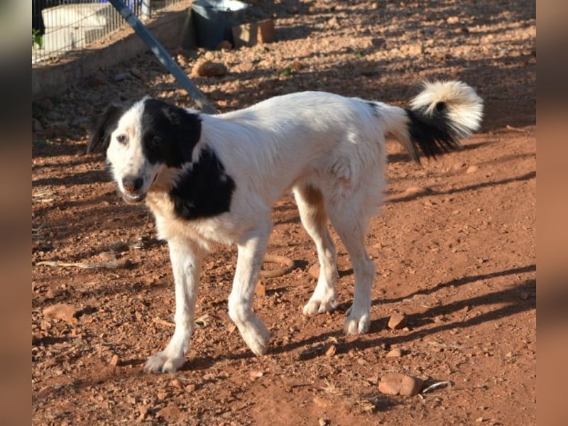 Onida - sie wurde mit ihrem Bruder auf dem Militärgelände gefunden