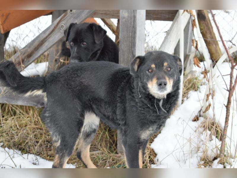 Fenja, ca. 6 Jahre alt