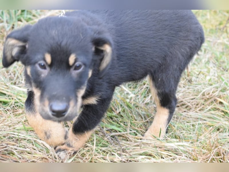 Bethany, ca. 4 Monate alt