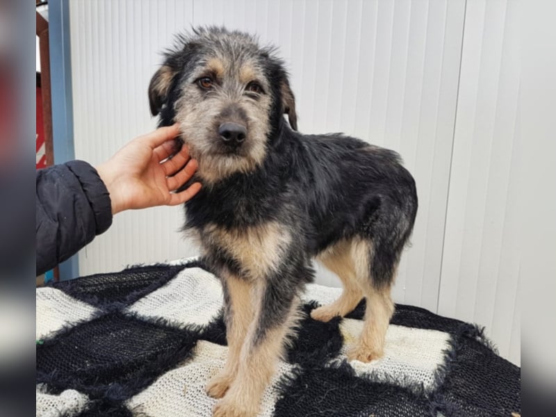 Kobold, ca. 7 Monate alt