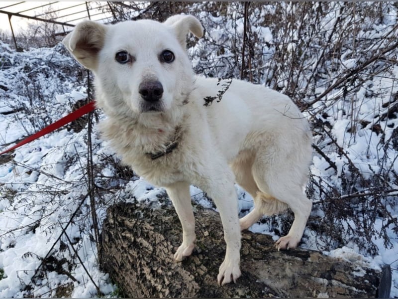 Shyla, ca. 4 Jahre alt