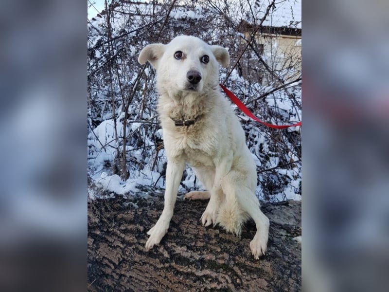 Shyla, ca. 4 Jahre alt