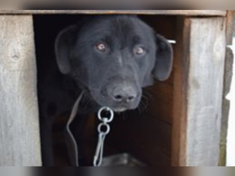 Funny, ca. 6 Jahre alt