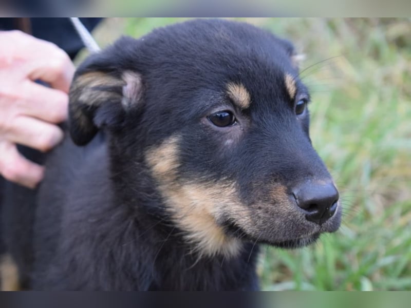 Bethany, ca. 4 Monate alt