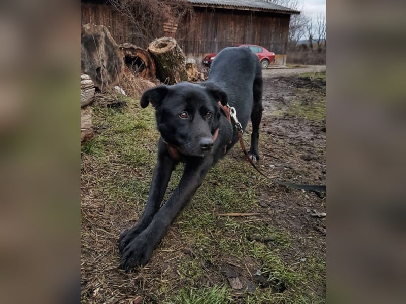 Sherlock, ca. 1 Jahr alt