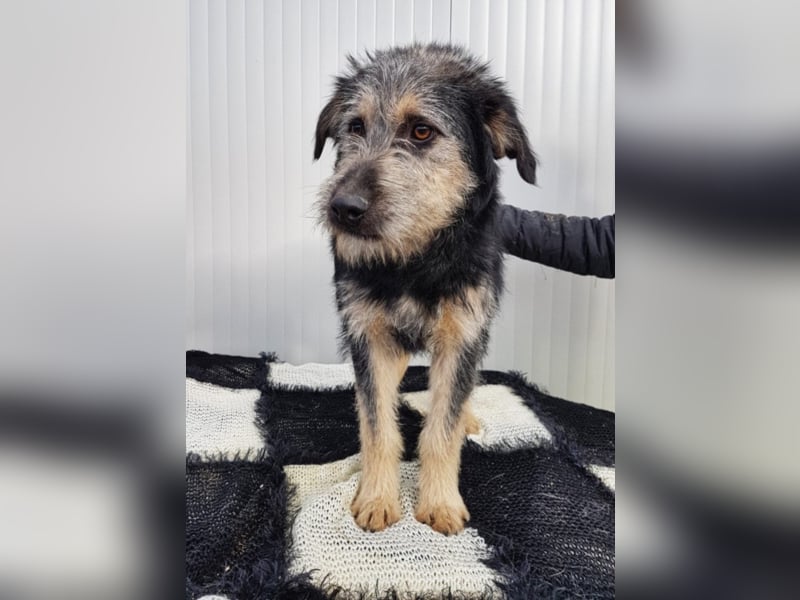 Kobold, ca. 7 Monate alt