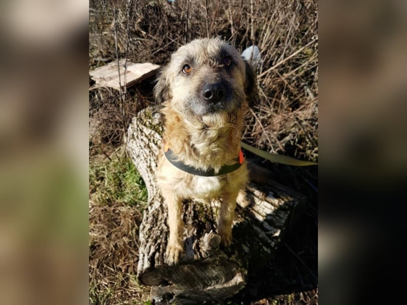 Tristan, ca. 2-3 Jahre alt