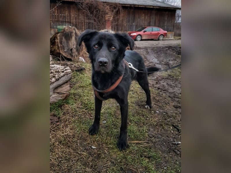 Sherlock, ca. 1 Jahr alt