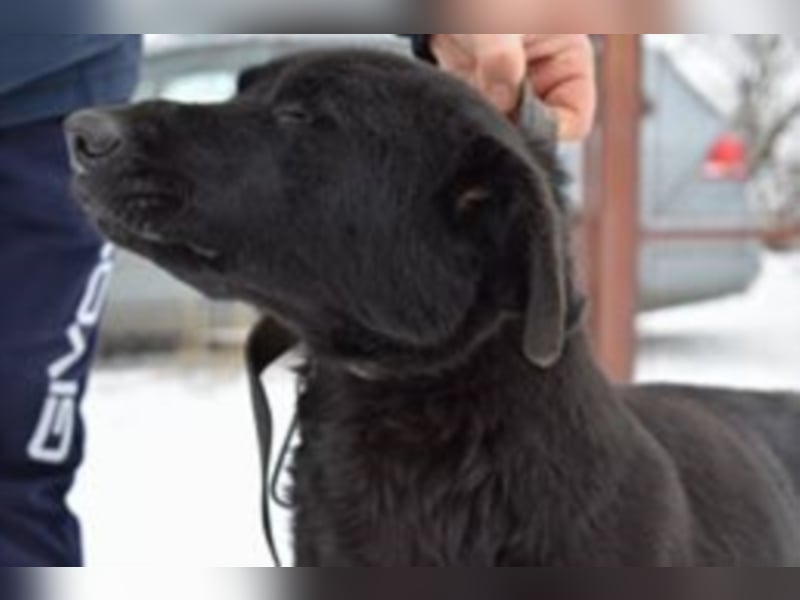 Funny, ca. 6 Jahre alt