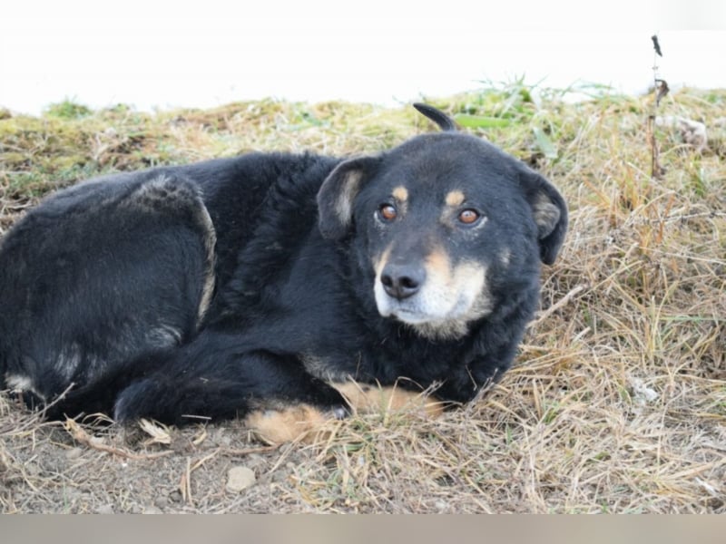 Fenja, ca. 6 Jahre alt