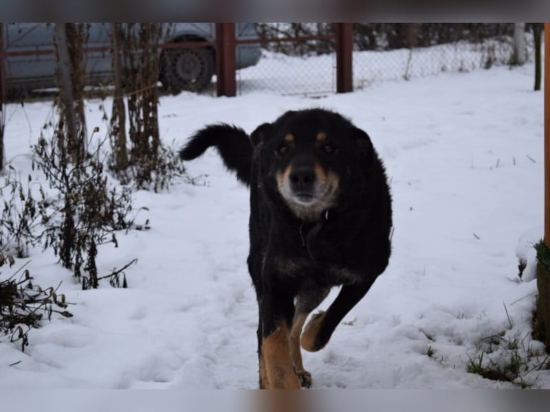 Fenja, ca. 6 Jahre alt