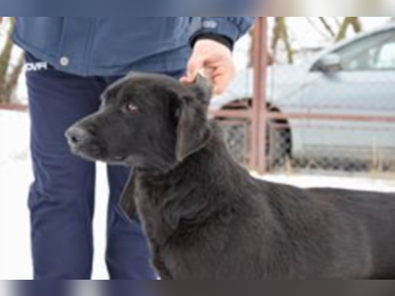 Funny, ca. 6 Jahre alt