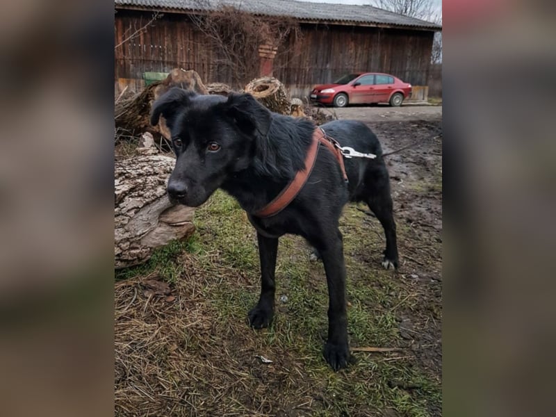 Sherlock, ca. 1 Jahr alt