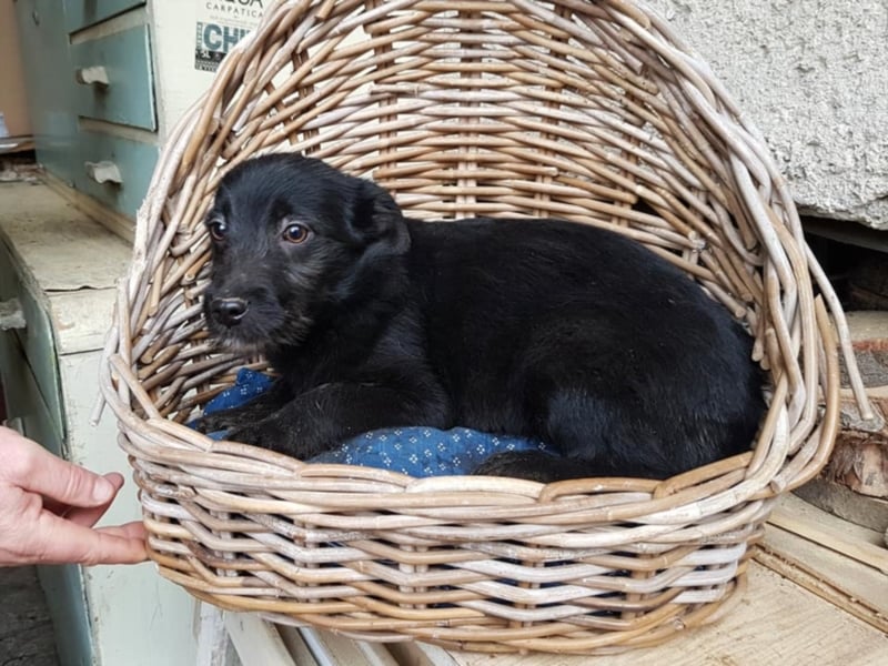 Caspar, ca. 4 Monate alt