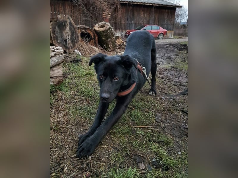 Sherlock, ca. 1 Jahr alt