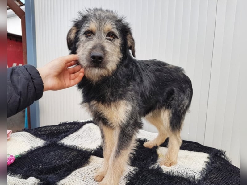 Kobold, ca. 7 Monate alt