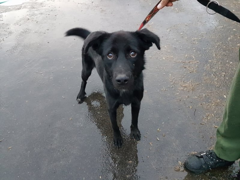 Sherlock, ca. 1 Jahr alt