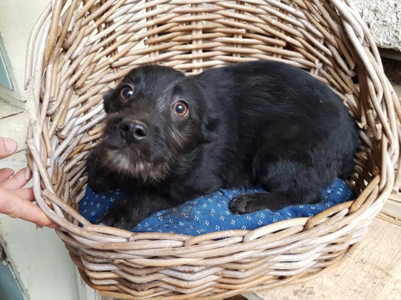 Caspar, ca. 4 Monate alt