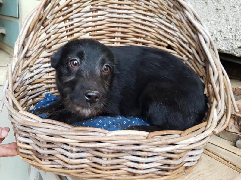 Caspar, ca. 4 Monate alt