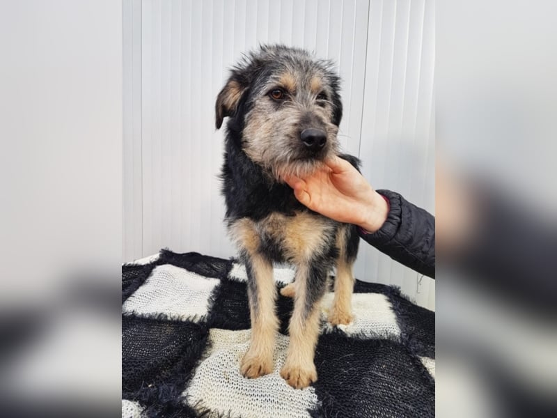 Kobold, ca. 7 Monate alt