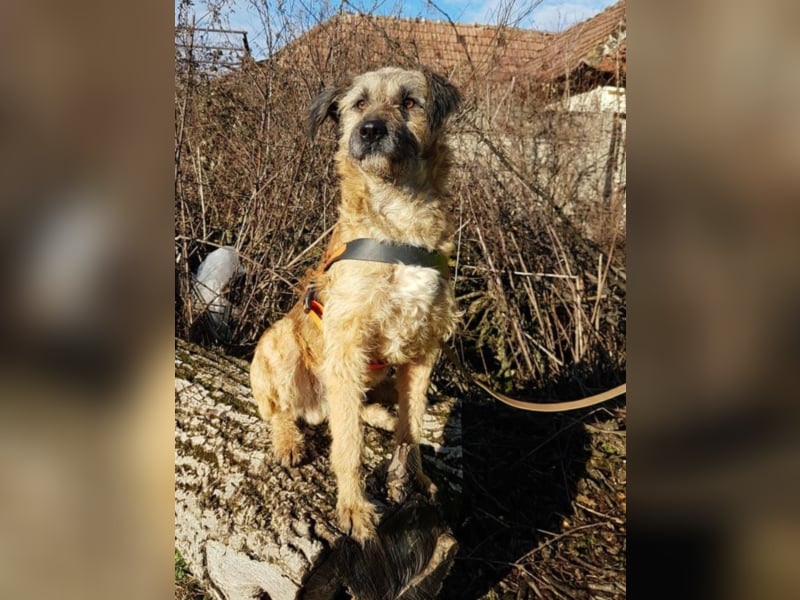 Tristan, ca. 2-3 Jahre alt