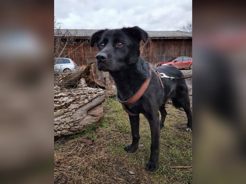 Sherlock, ca. 1 Jahr alt