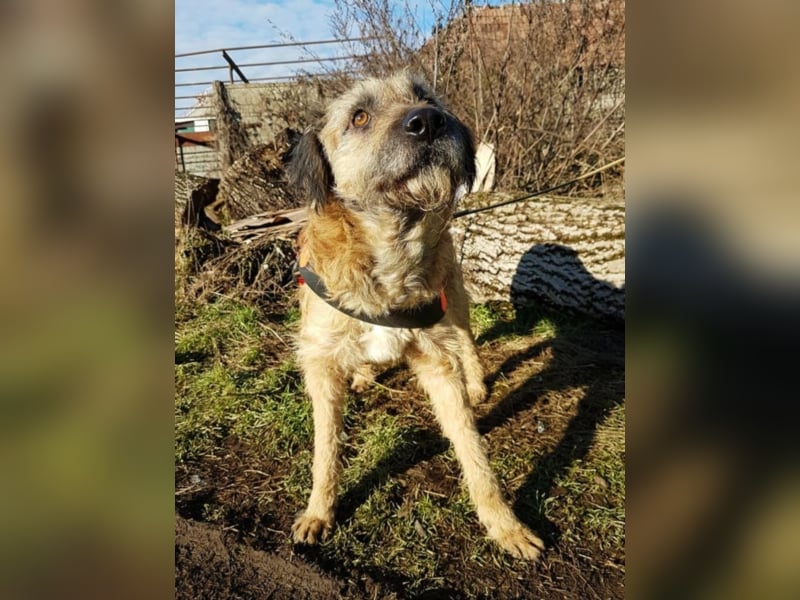 Tristan, ca. 2-3 Jahre alt