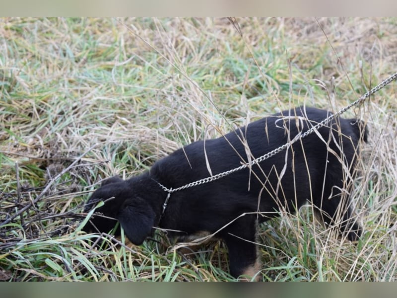 Bethany, ca. 4 Monate alt