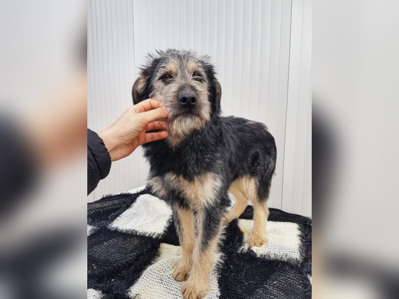 Kobold, ca. 7 Monate alt