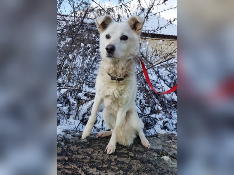 Shyla, ca. 4 Jahre alt