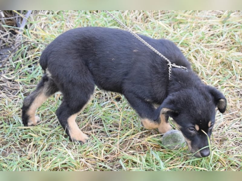 Bethany, ca. 4 Monate alt