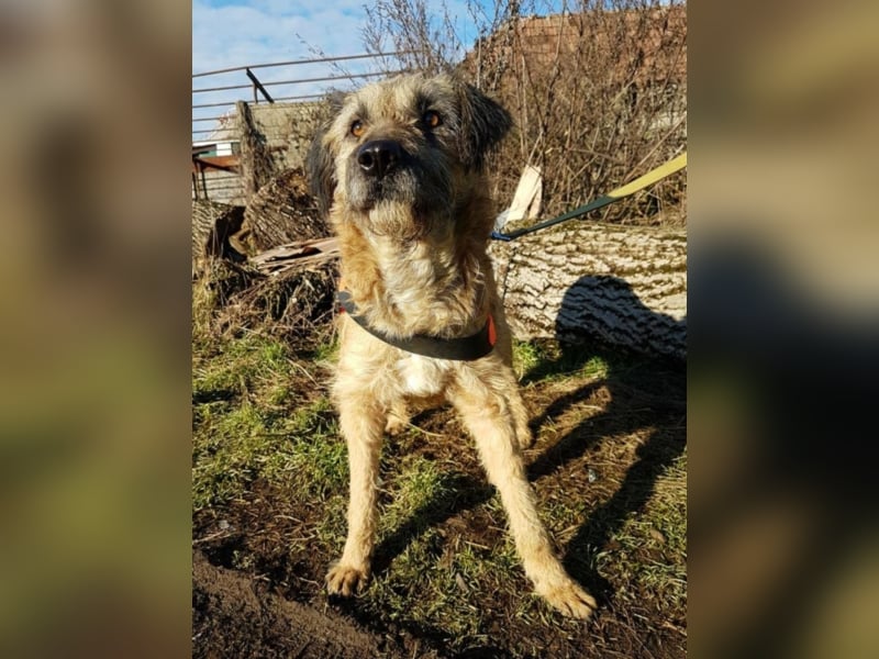 Tristan, ca. 2-3 Jahre alt