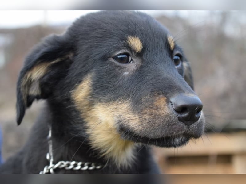 Bethany, ca. 4 Monate alt